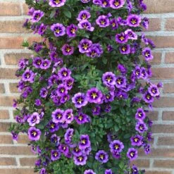 3 Mini-pétunias Bumble Bee