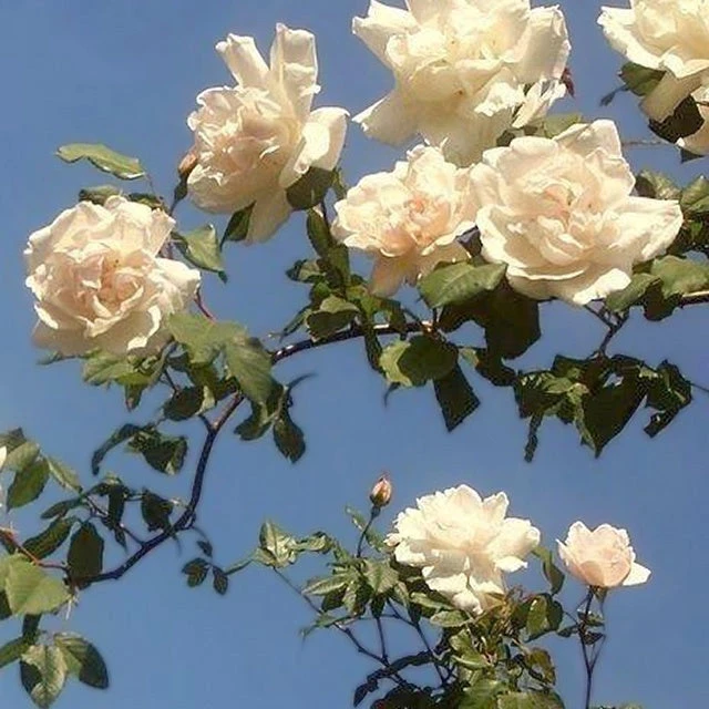 Rosier Grimpant Mme Alfred Carrière 1 Rosier Grimpant Mme Alfred Carrière