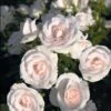 Rosier Aspirin Rose ®