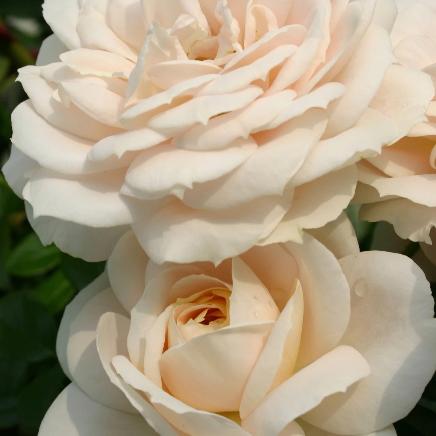 Rosier Lions-Rose ® 1 Rosier Lions-Rose ®