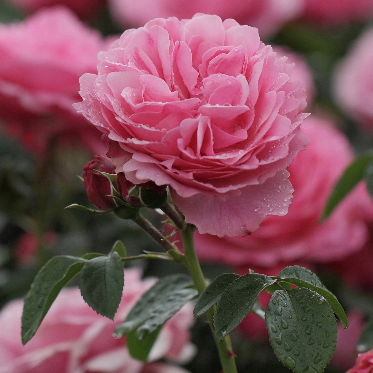 Rosier Rose Leonardo Da Vinci® 1 Rosier Rose Leonardo Da Vinci®