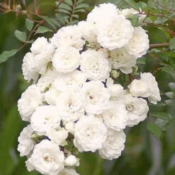 Rosier Crystal Fairy ®