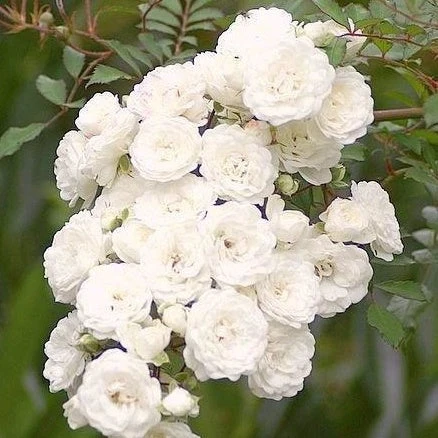 Rosier Crystal Fairy ® -Fournitures De Jardin Soldes 2024 ver 86334 4