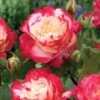 Rosier Buisson Double Delight