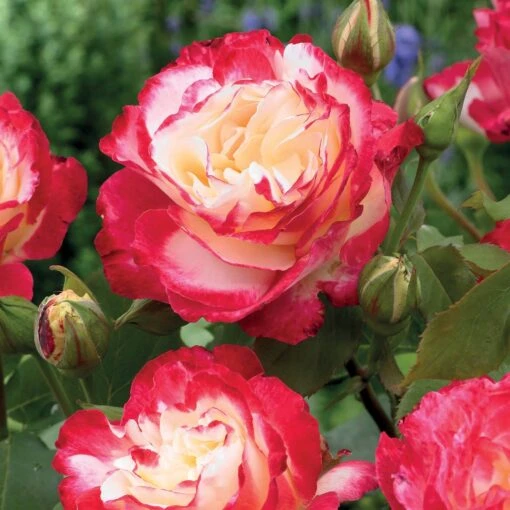 Rosier Buisson Double Delight -Fournitures De Jardin Soldes 2024 vis 100363 6 1708340192405