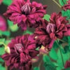 Clématite Double Pourpre
