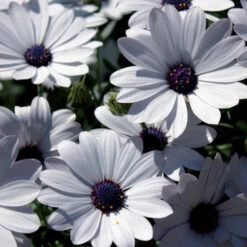 3 Marguerites Du Cap Blanches