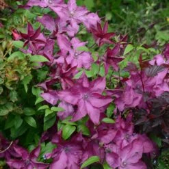 Clématite Nancy, Jour De La Terre® -Fournitures De Jardin Soldes 2024 wil 103238 7