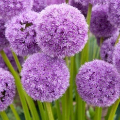 2 Alliums His Excellency