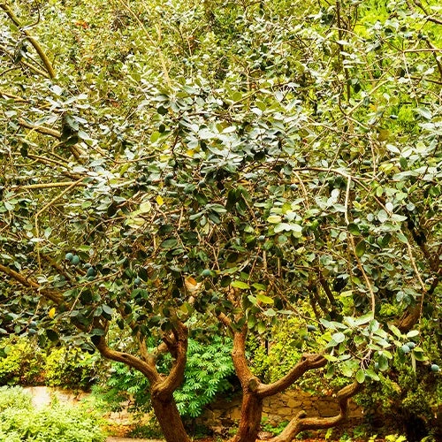 Goyavier Du Bresil 9 Goyavier Du Bresil – Image 9