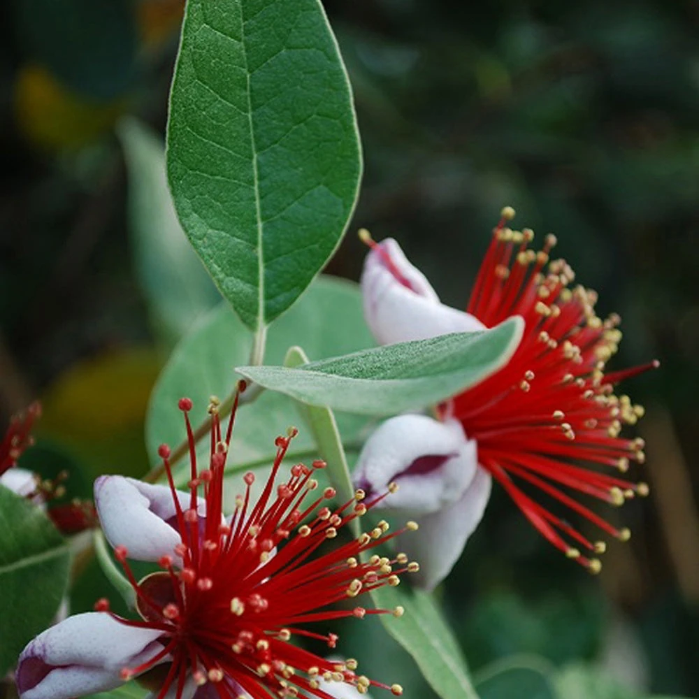 Goyavier Du Bresil 1 Goyavier Du Bresil