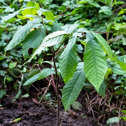 Asiminier Triloba EXTRA 6 Asiminier Triloba EXTRA – Image 6