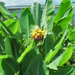 Bananier Nain Chinois 'Lotus D'or' -Fournitures De Jardin Soldes 2024 wil 105766 6