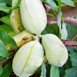 Asiminier Triloba -Fournitures De Jardin Soldes 2024 wil 106395 7