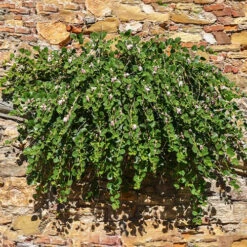 Câprier épineux -Fournitures De Jardin Soldes 2024 wil 106865 3