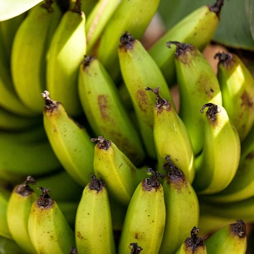 Bananier Nain 'Super Dwarf Cavendish' 3 Bananier Nain 'Super Dwarf Cavendish' – Image 3