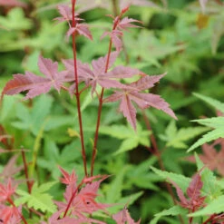 Erable Du Japon Beni Maiko