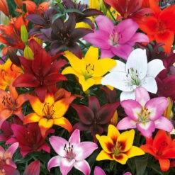 Lis Asiatiques Mid-Century En Mélange