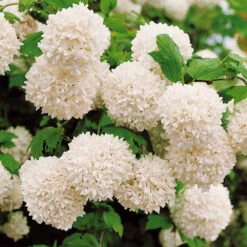 Viorne Boule De Neige 7 Viorne Boule De Neige -Fournitures De Jardin Soldes 2024 wil 93143 14 1699631202867