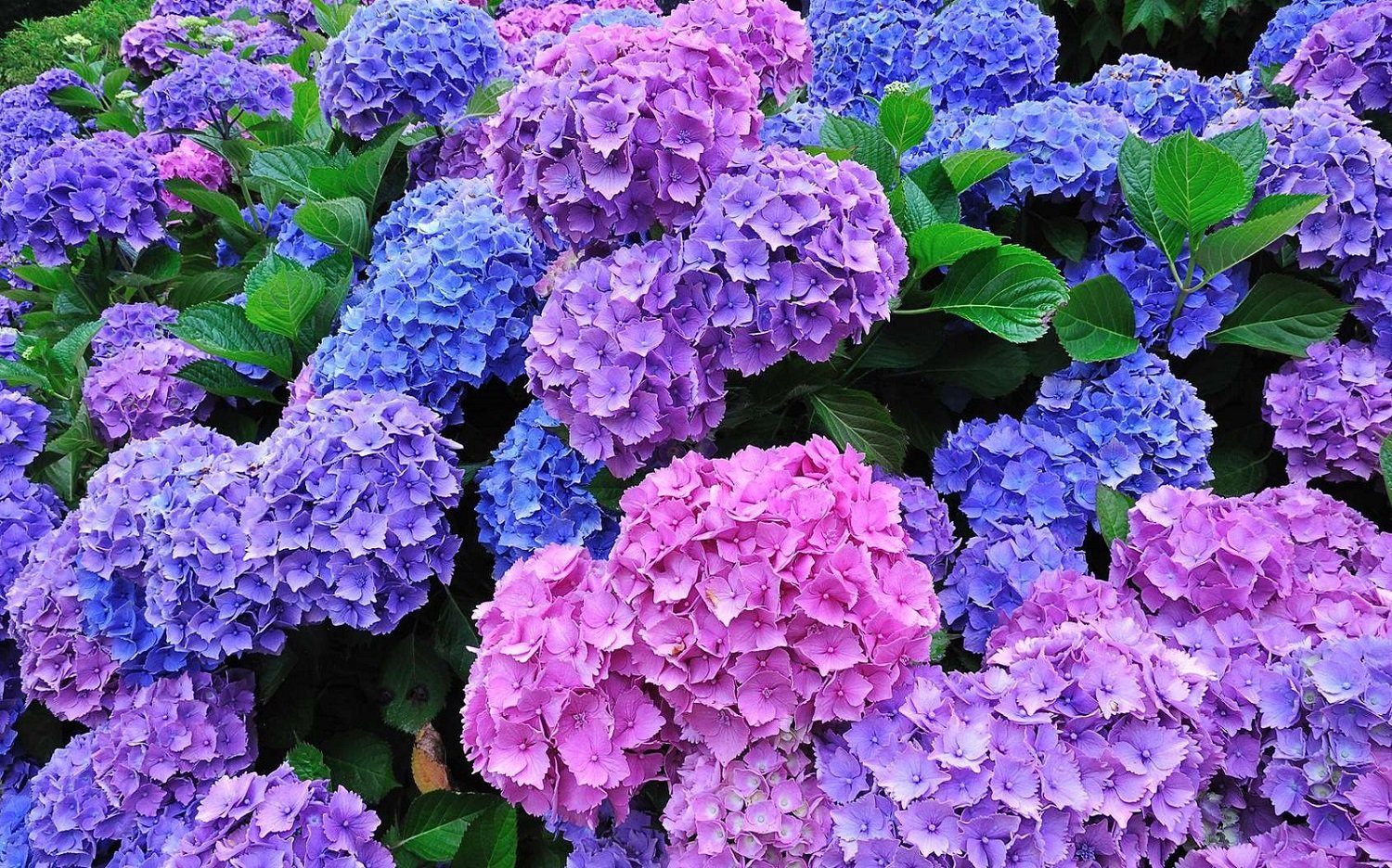 Fournitures De Jardin Soldes 2024 -Fournitures De Jardin Soldes 2024 2021 12 lhortensias